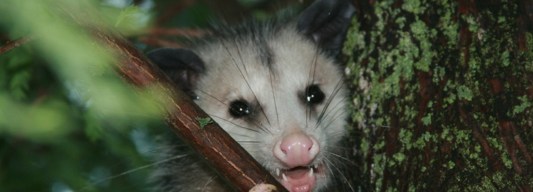 \"Opossum\"